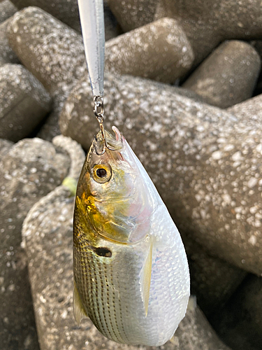 コノシロの釣果