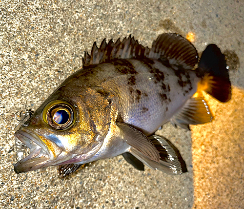 メバルの釣果