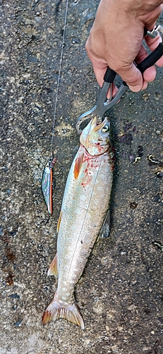 アメマスの釣果