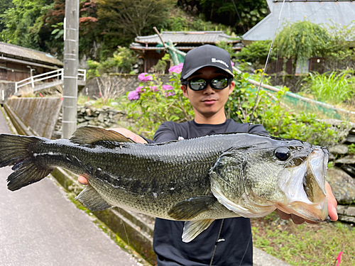 ラージマウスバスの釣果