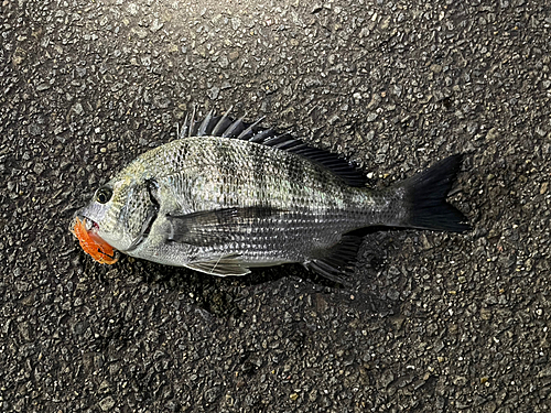 クロダイの釣果