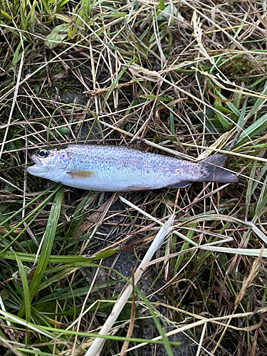 ニジマスの釣果