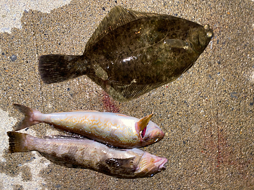 マコガレイの釣果