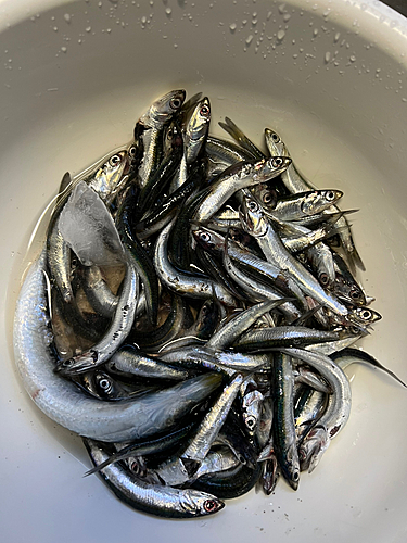 イワシの釣果