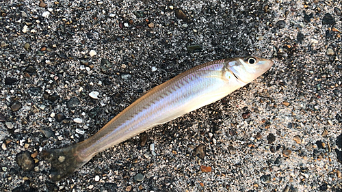 シロギスの釣果