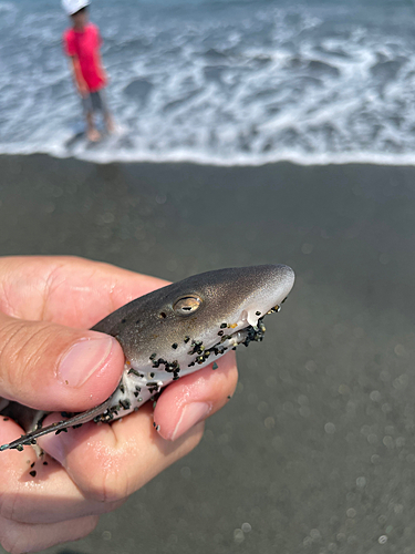 ドチザメの釣果