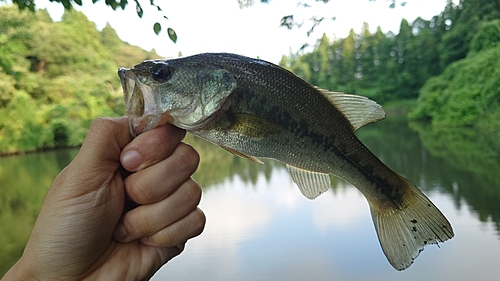 ラージマウスバスの釣果