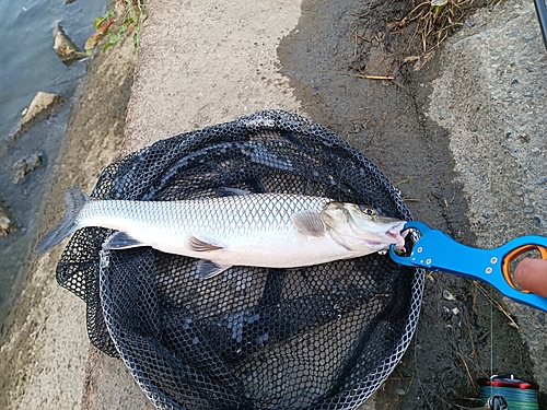 ガス橋で釣れたコイの釣り・釣果情報 - アングラーズ | 釣果500万件の 