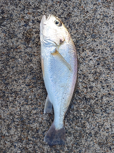 シログチの釣果