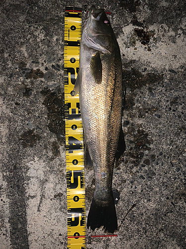 シーバスの釣果