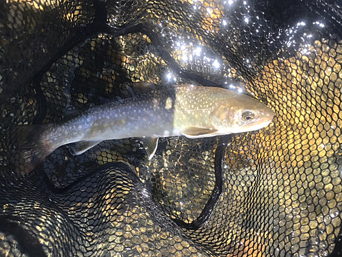 イワナの釣果