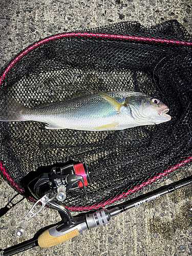 イシモチの釣果