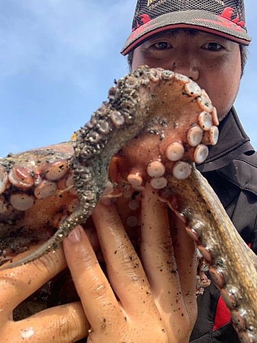 タコの釣果