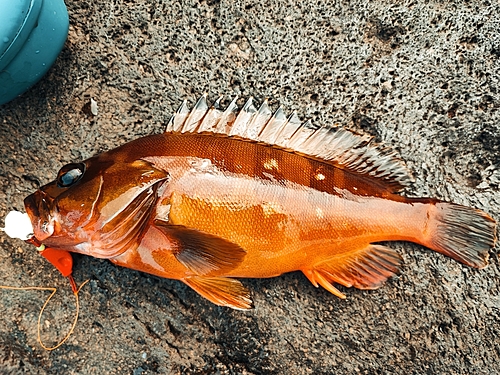 アカハタの釣果