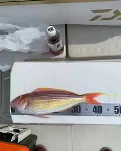 アカアマダイの釣果