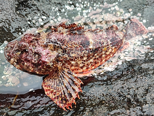 オニカサゴの釣果