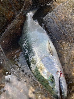 ウミサクラの釣果