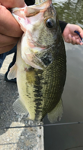 ラージマウスバスの釣果