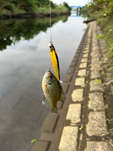 ブルーギルの釣果