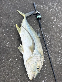 オニヒラアジの釣果