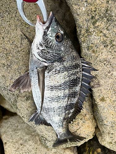 クロダイの釣果