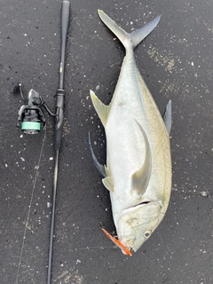 オニヒラアジの釣果