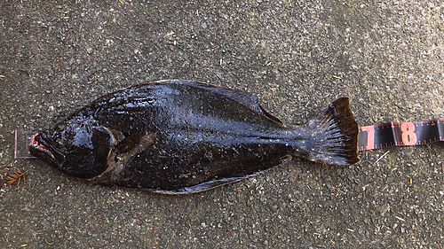 ヒラメの釣果