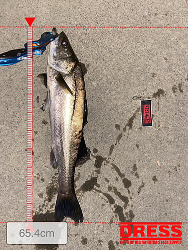 シーバスの釣果