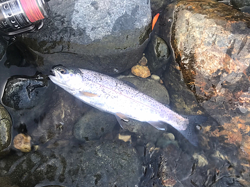 ニジマスの釣果