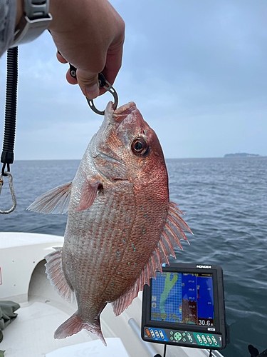 マダイの釣果