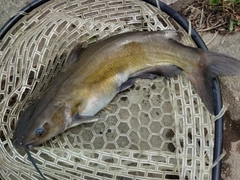 アメリカナマズの釣果