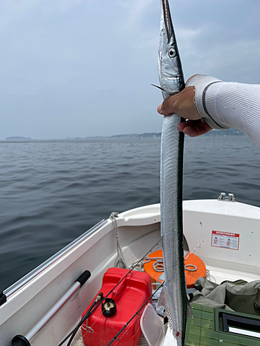 ダツの釣果