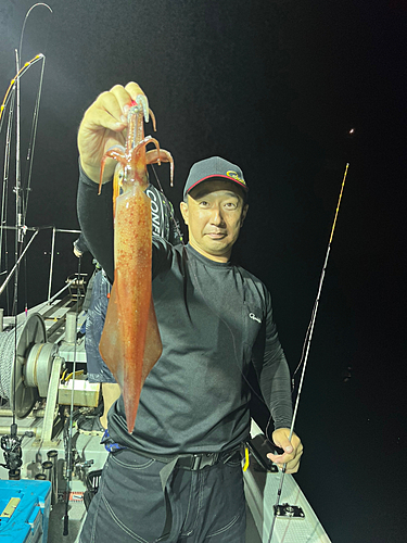 ケンサキイカの釣果