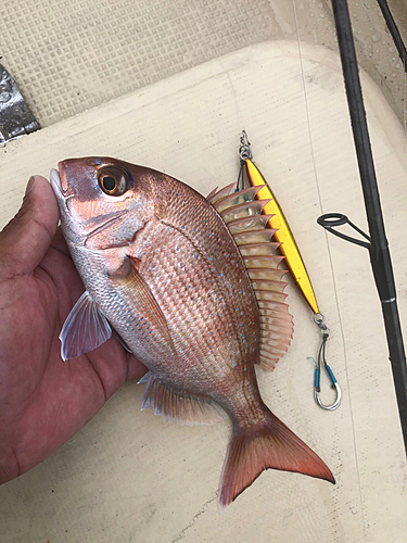 マダイの釣果