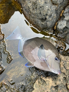 サンノジの釣果