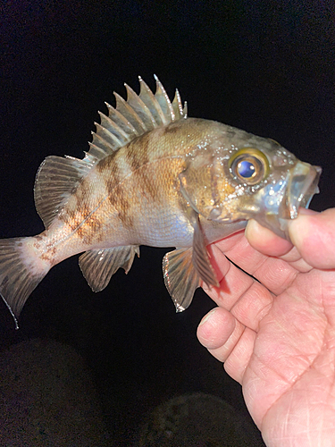 メバルの釣果