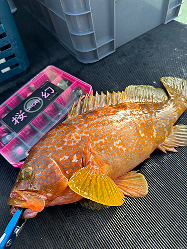 アコウの釣果