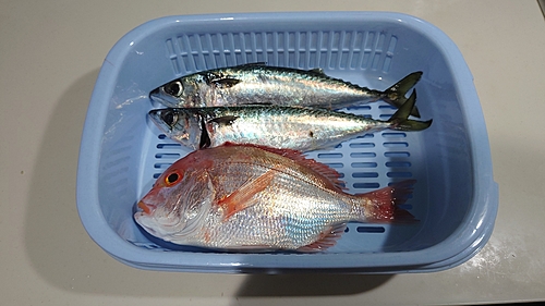 サバの釣果