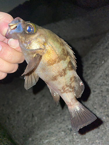 メバルの釣果