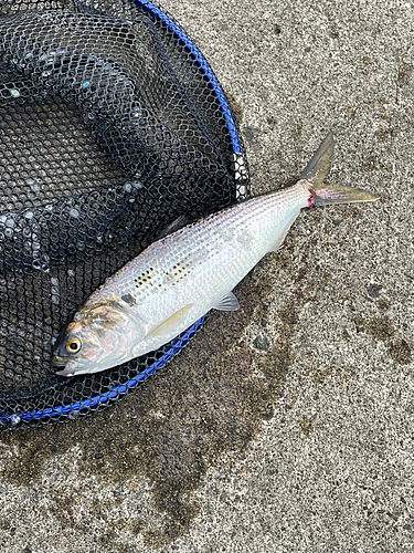 コノシロの釣果