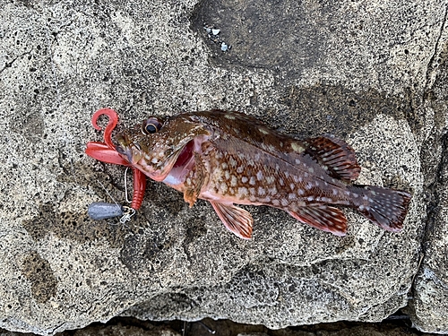 カサゴの釣果