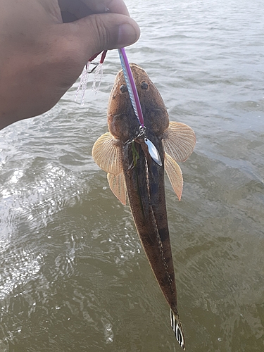 コチの釣果