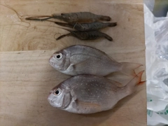 マダイの釣果