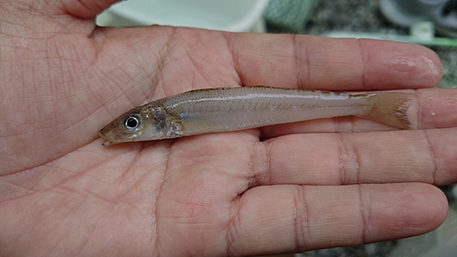 シロギスの釣果