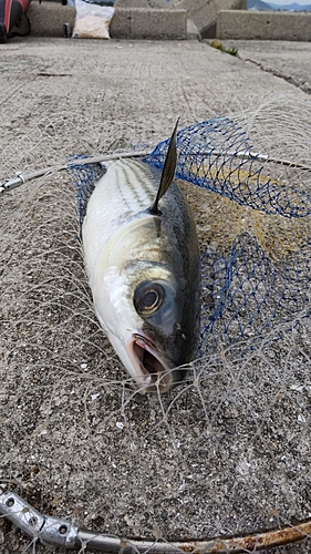 ボラの釣果