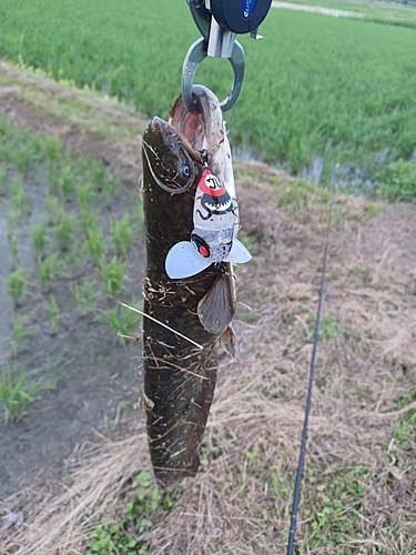 マナマズの釣果