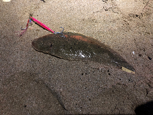 シタビラメの釣果