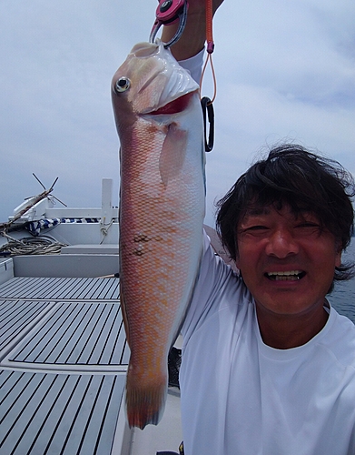 シロアマダイの釣果