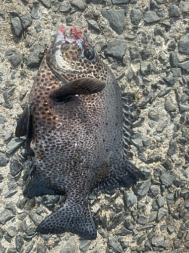 イシガキダイの釣果