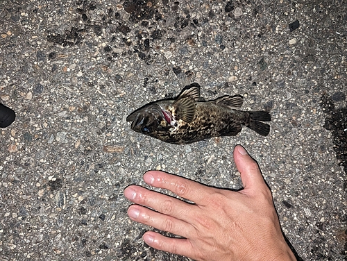 タケノコメバルの釣果